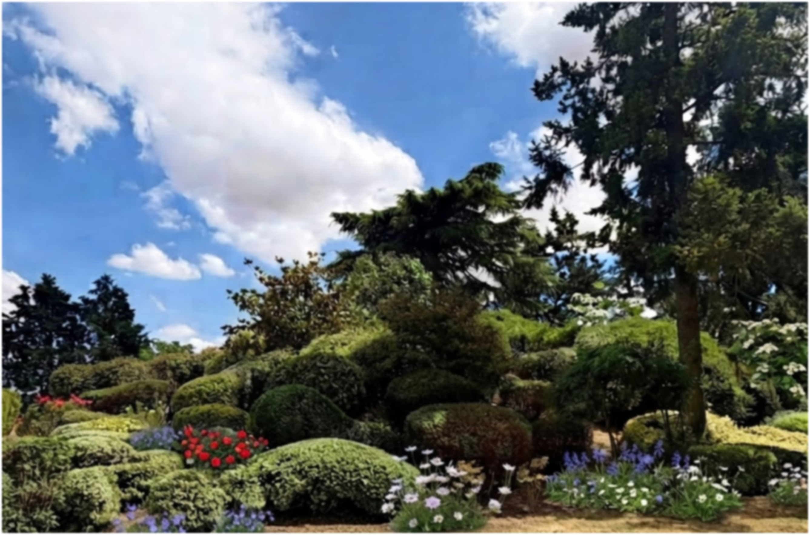Jardin paysager aux massifs taillés en boule, sous un grand conifère et un ciel dégagé